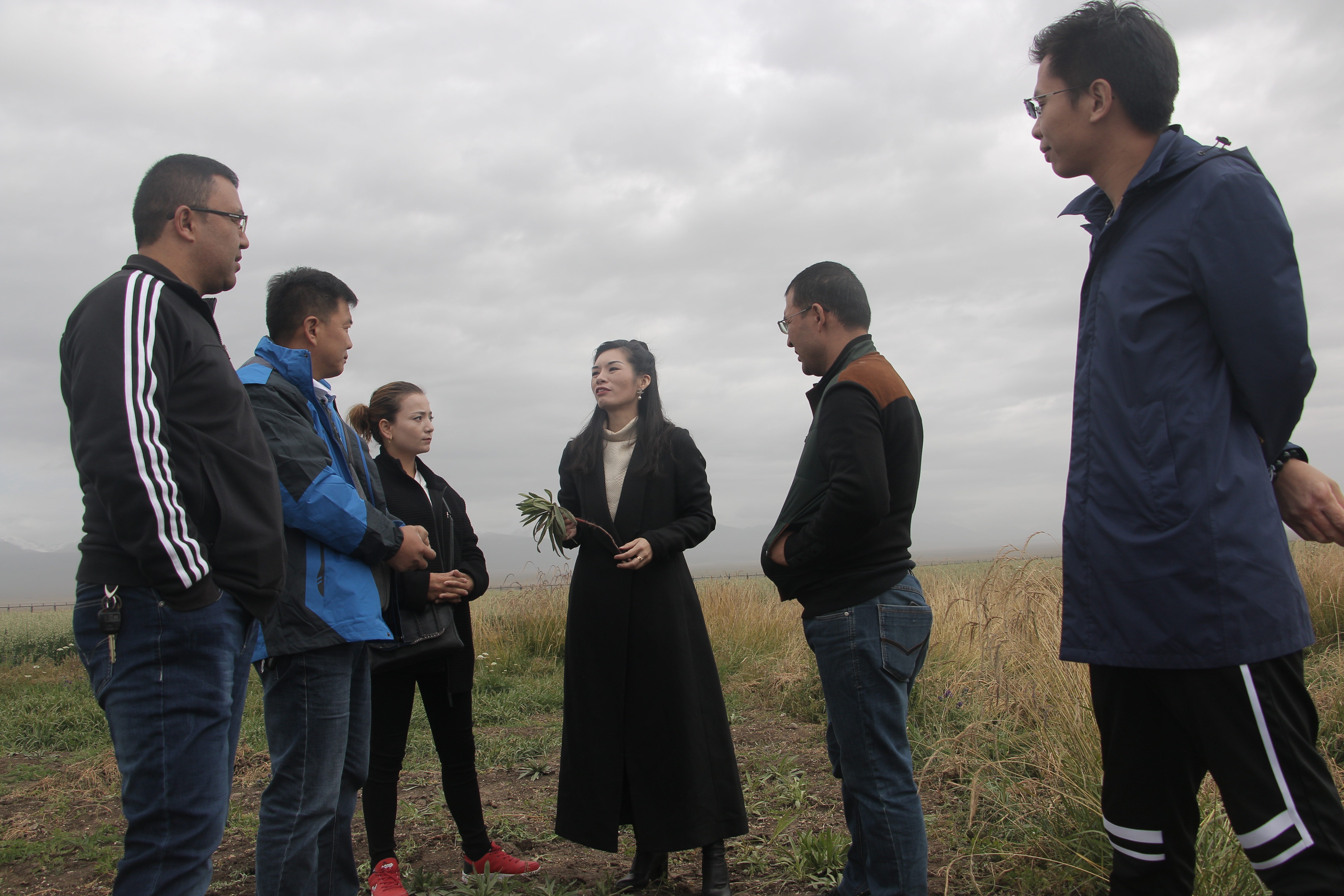 图:韦雅妮(右三)率团队建立新疆软紫草种植基地 图:韦雅妮(右三)率团队建立新疆软紫草种植基地